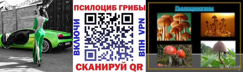 Купить где Гатчина Псилоцибиновые грибы GOLDEN TEACHER